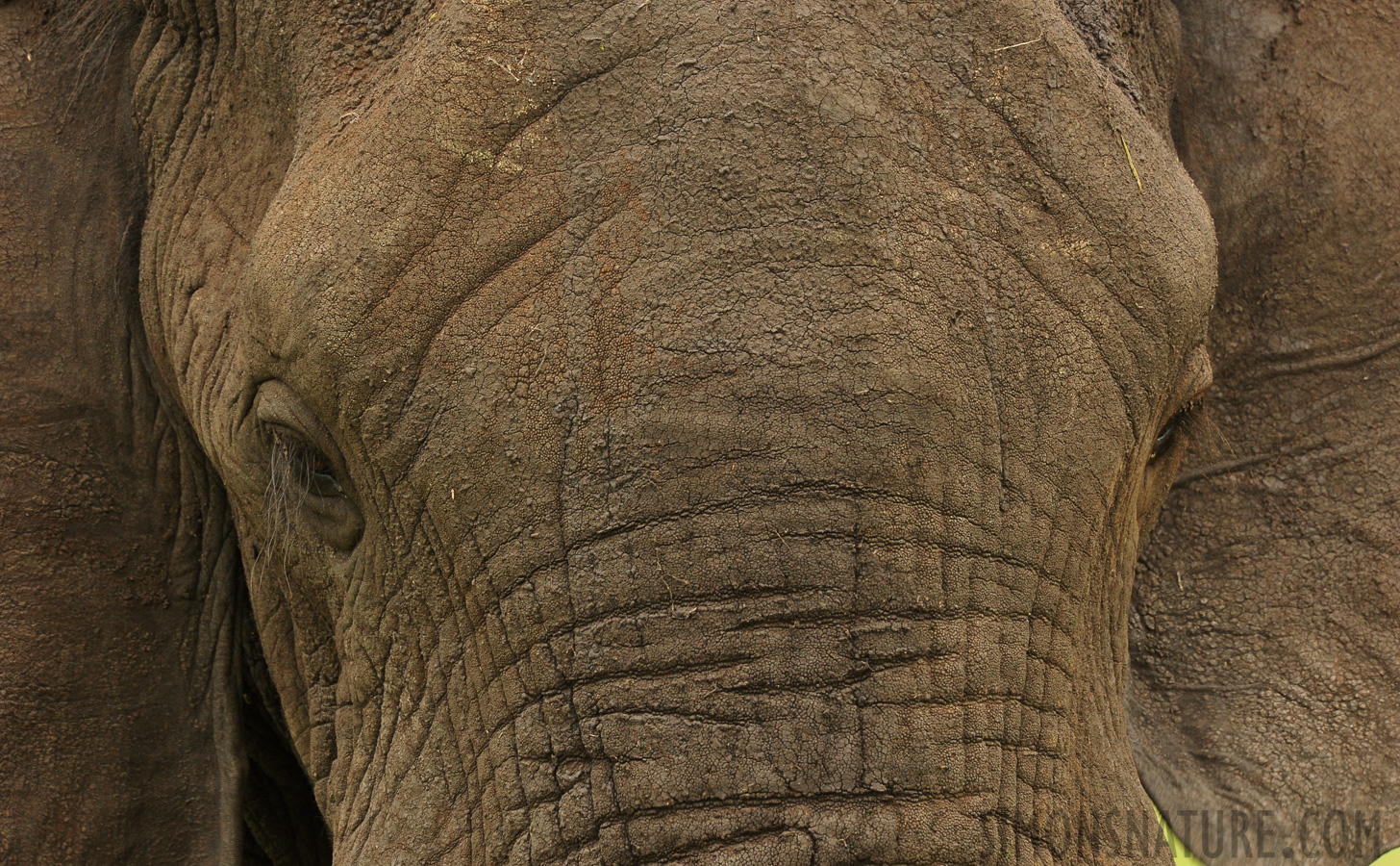 Loxodonta africana [550 mm, 1/500 Sek. bei f / 11, ISO 1600]